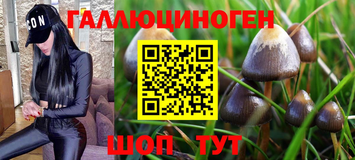 Псилоцибиновые грибы GOLDEN TEACHER Канаш